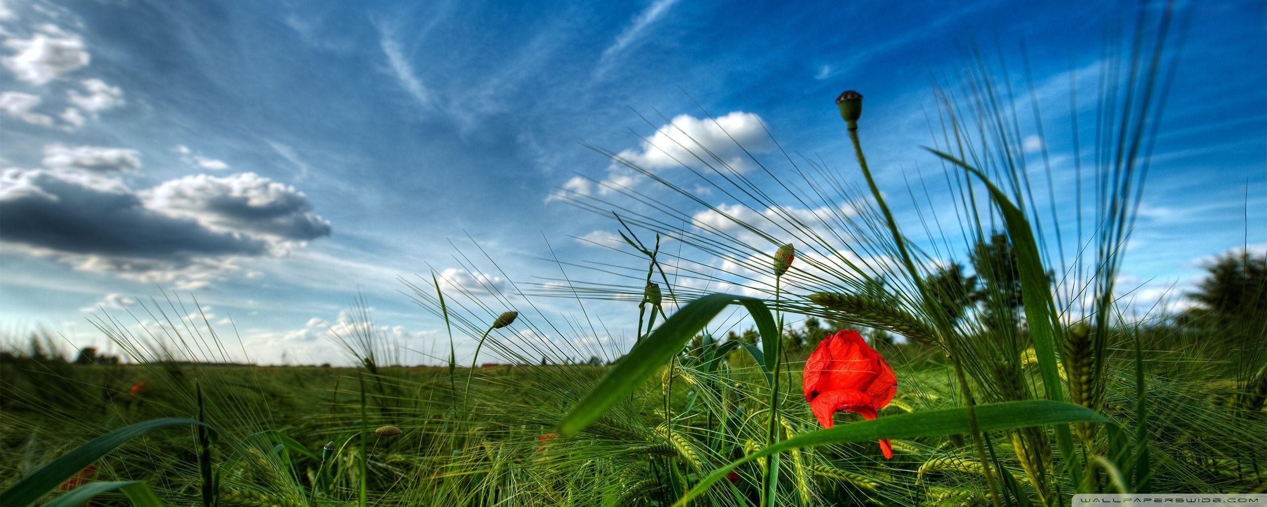 2560x1024 Early Summer Ultra HD Desktop Background Wallpaper for : Multi Display, Dual Monitor
