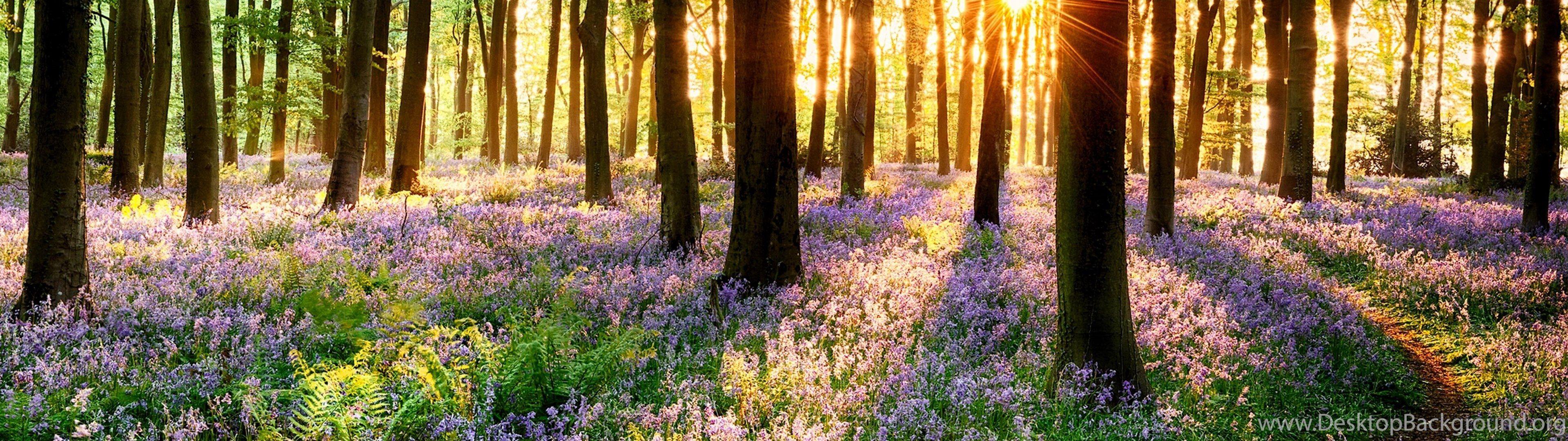 Flower Dual Monitor Wallpapers - Top Free Flower Dual Monitor