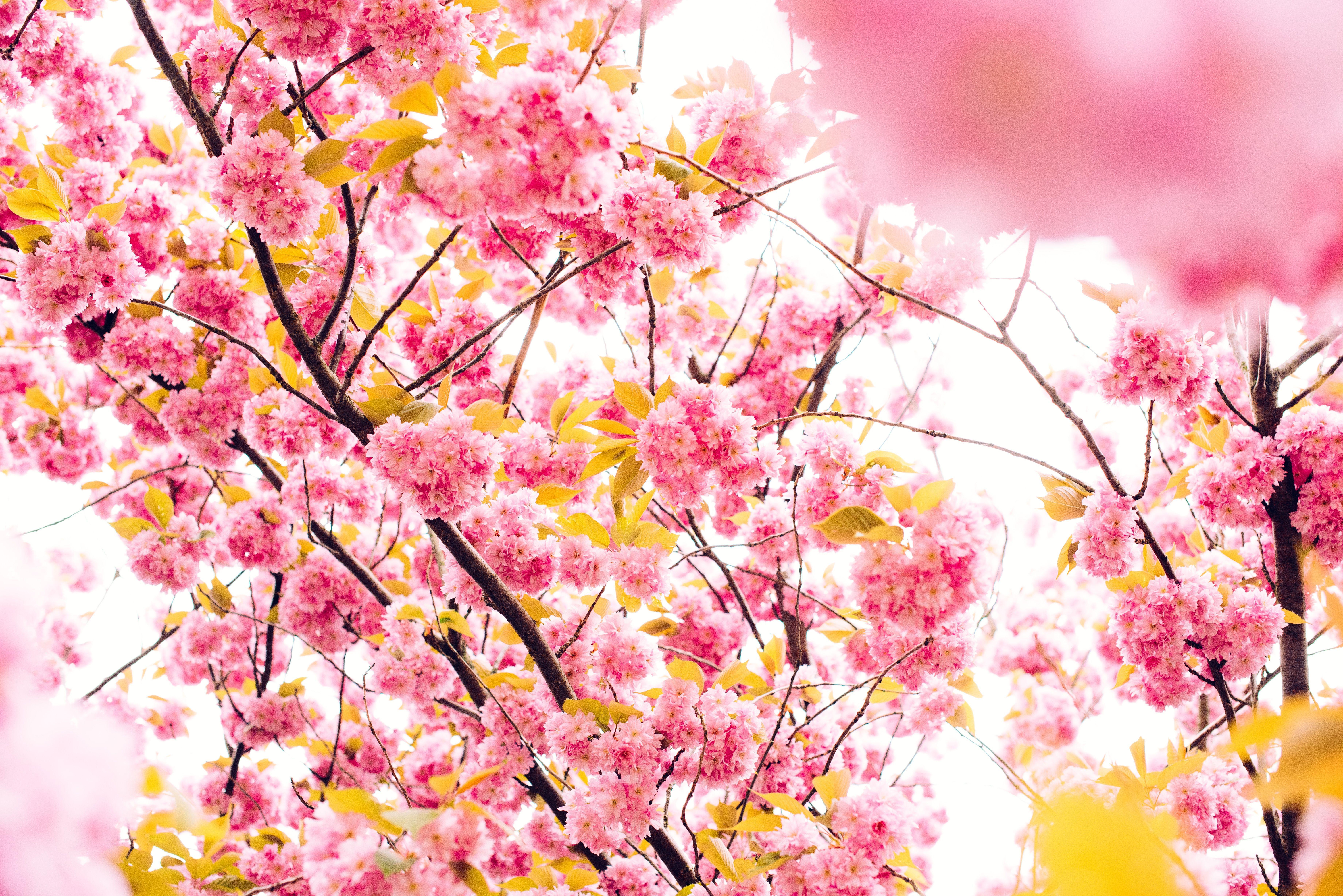 7360x4912 Photo 1432634372475 07b399e372ee 360×912 Pixels. Best Flower Wallpaper, Blossom Trees, Flower Wallpaper