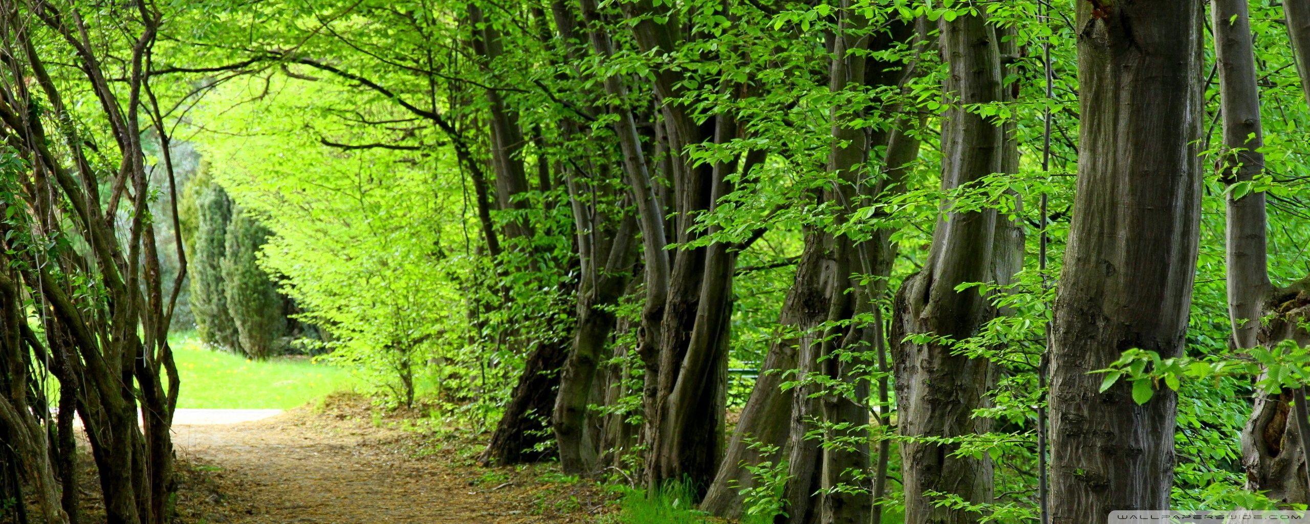 2560x1024 Dual Monitor Wallpaper Forest