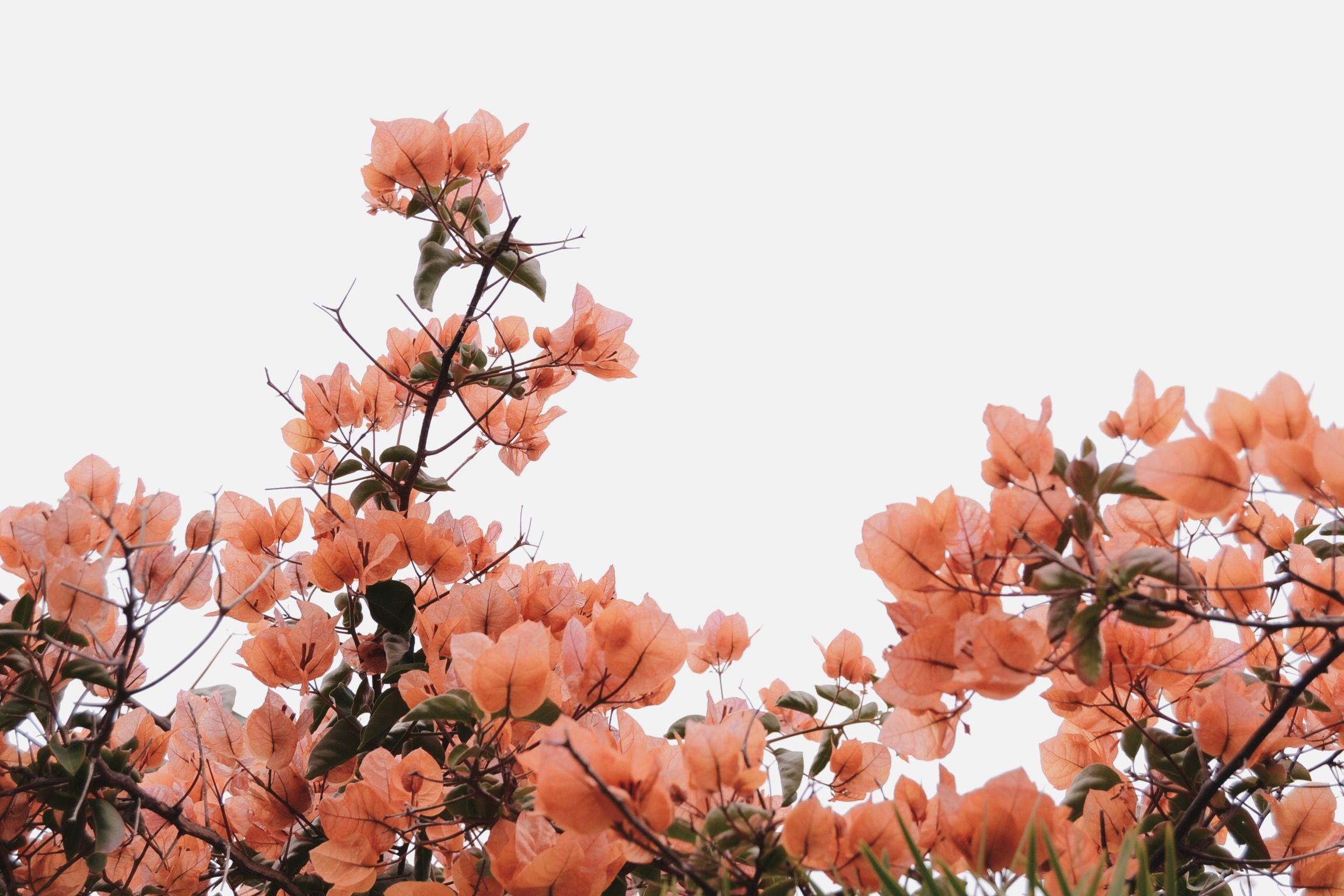 2304x1536 Aesthetic Peach Pink Wallpaper .