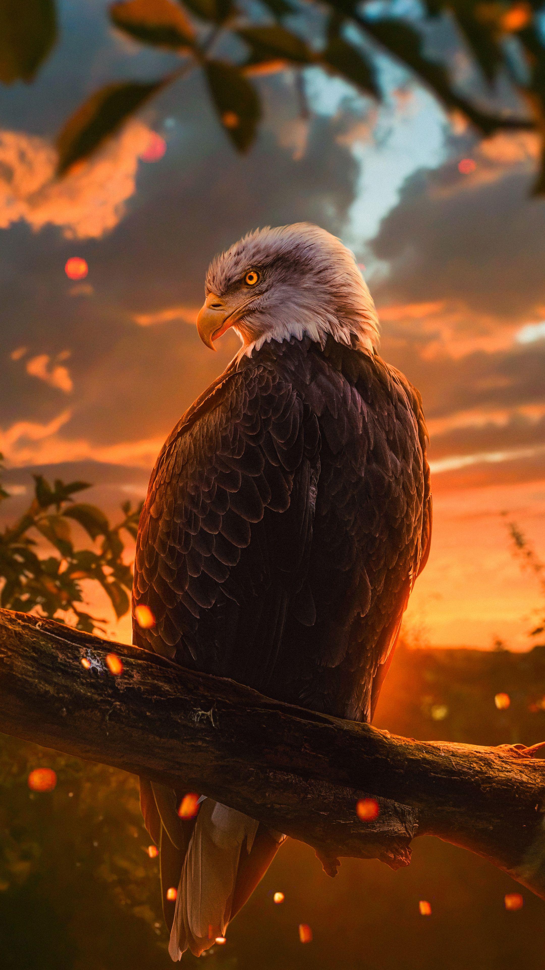 2160x3840 Wild Bald Eagle 4k In 2160x3840 Resolution. Eagle wallpaper, Bald eagle, Eagle picture