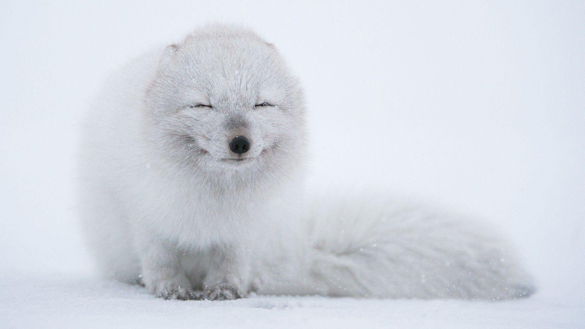 1920x1080 arctic Fox, Animals Wallpaper HD / Desktop and Mobile Background