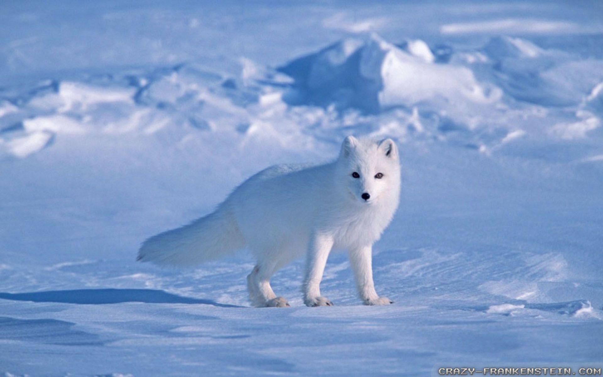 1920x1200 Arctic Fox wallpaper, Animal, HQ Arctic Fox pictureK Wallpaper 2019