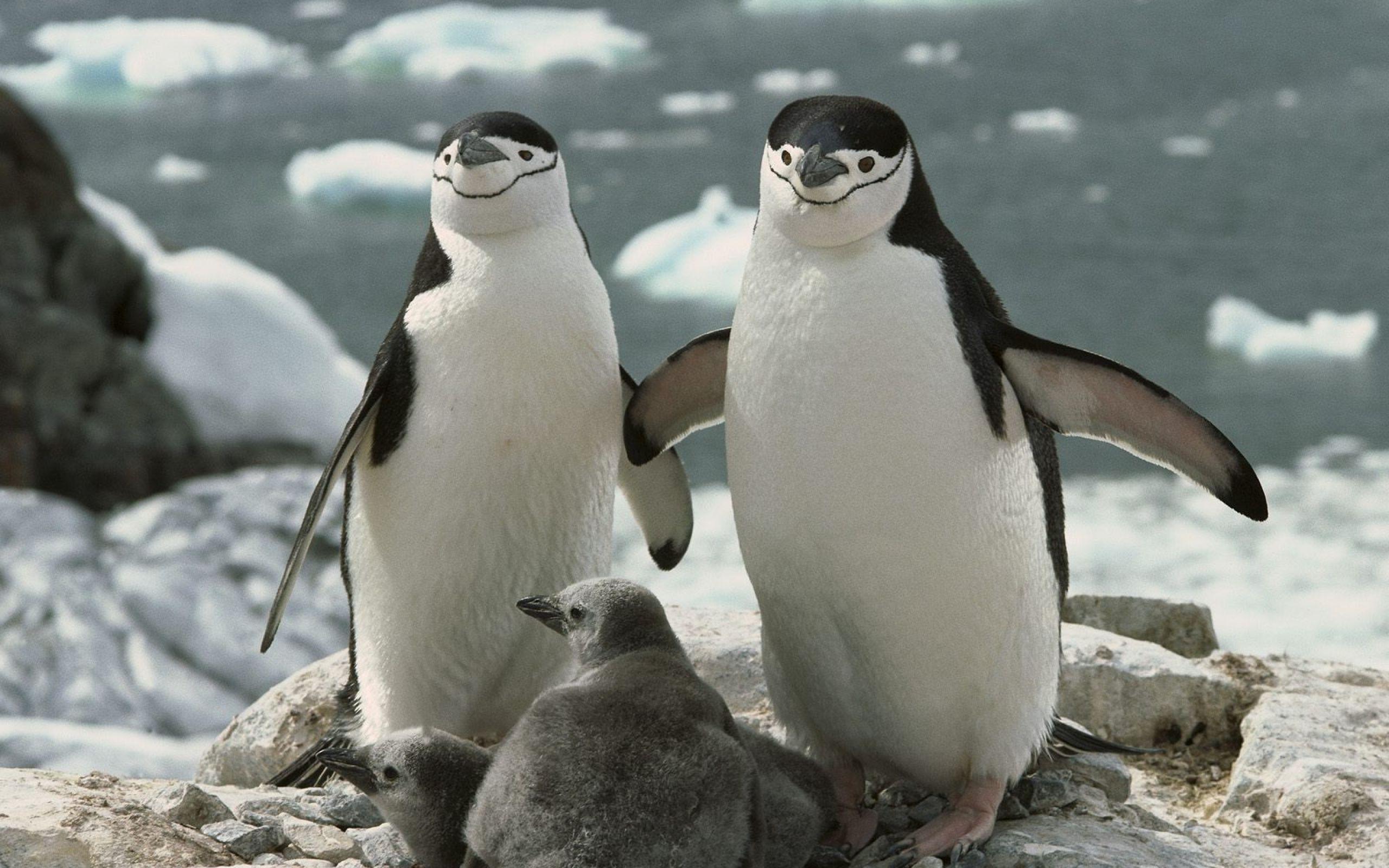 2560x1600 Funny Penguin Couple Wallpaper and Birds Wallpaper. All is Wall