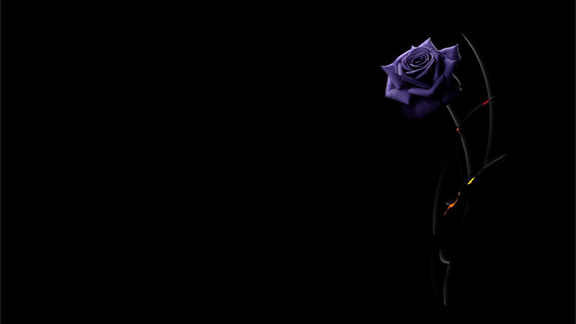 Purple Black Floral Wallpapers - Top Free Purple Black Floral