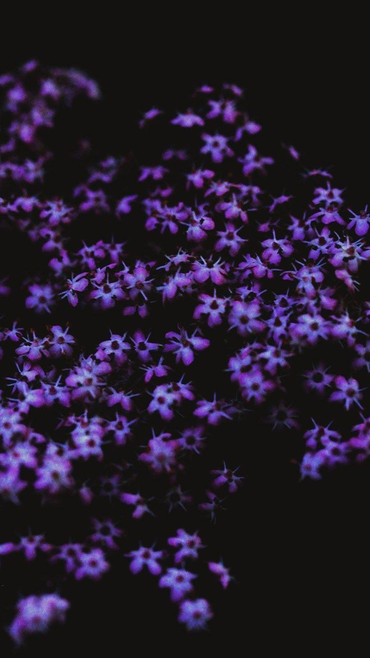 750x1334 iPhone 7 Purple Flower Wallpaper