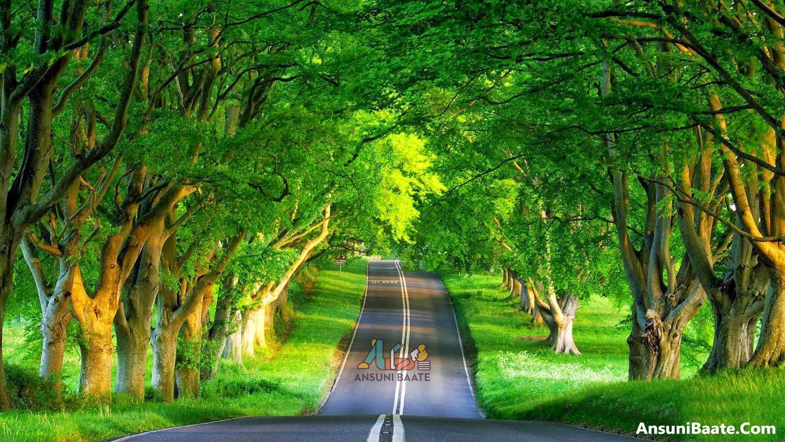 1600x900 Nature Wallpaper With Flowers Image, Good Morning Photo, Touching Image Nature HD Wallpaper