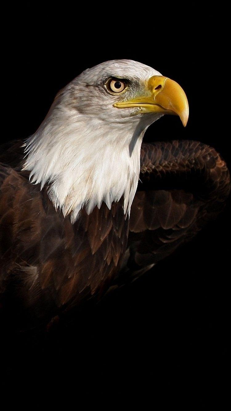 750x1334 Download Purple Eagle Bird CGI Free Pure 4K Ultra HD Mobile Wallpaper Phone Wallpaper