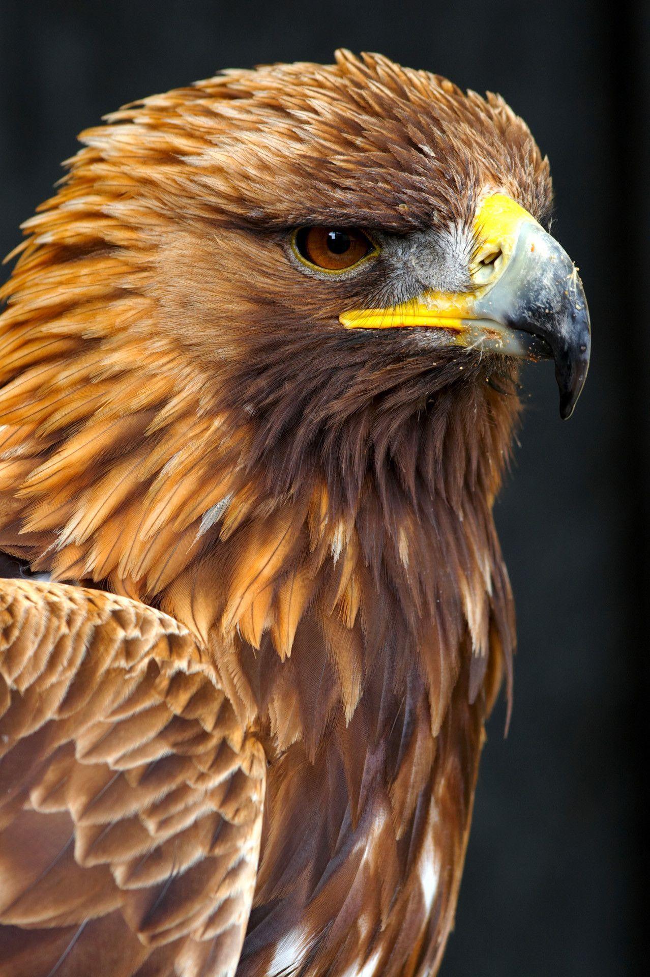 1278x1920 Golden Eagle Phone Wallpaper