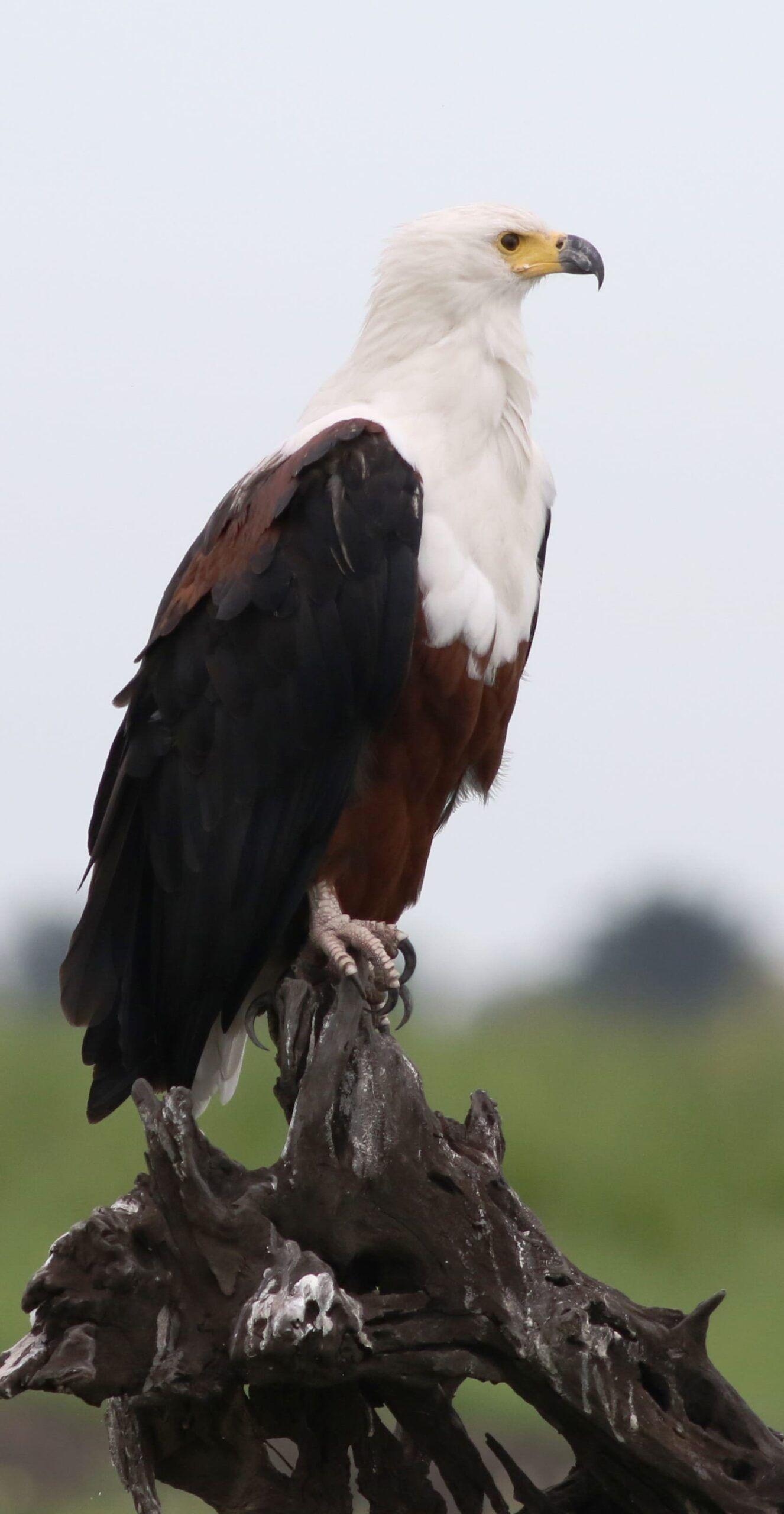 1326x2560 Eagle Wallpaper -k Background Download