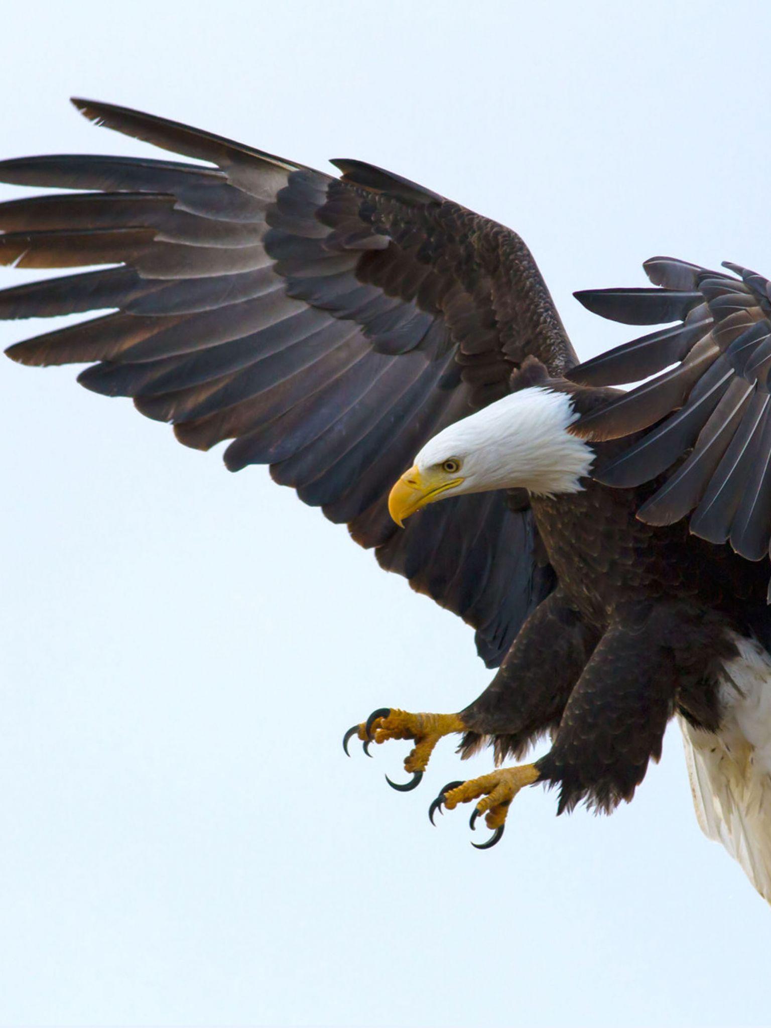 1536x2048 Free download Bald Eagle Wallpaper For Your Cell Phone And Laptop [3840x2400] for your Desktop, Mobile & Tablet. Explore Bald Eagle Background. Bald Eagle Wallpaper, Wallpaper for Desktop