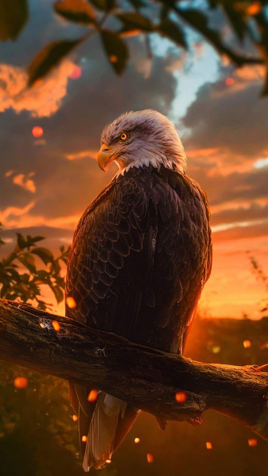 900x1600 Golden Eagle iPhone Wallpaper. Eagle wallpaper, Bald eagle, Eagle picture