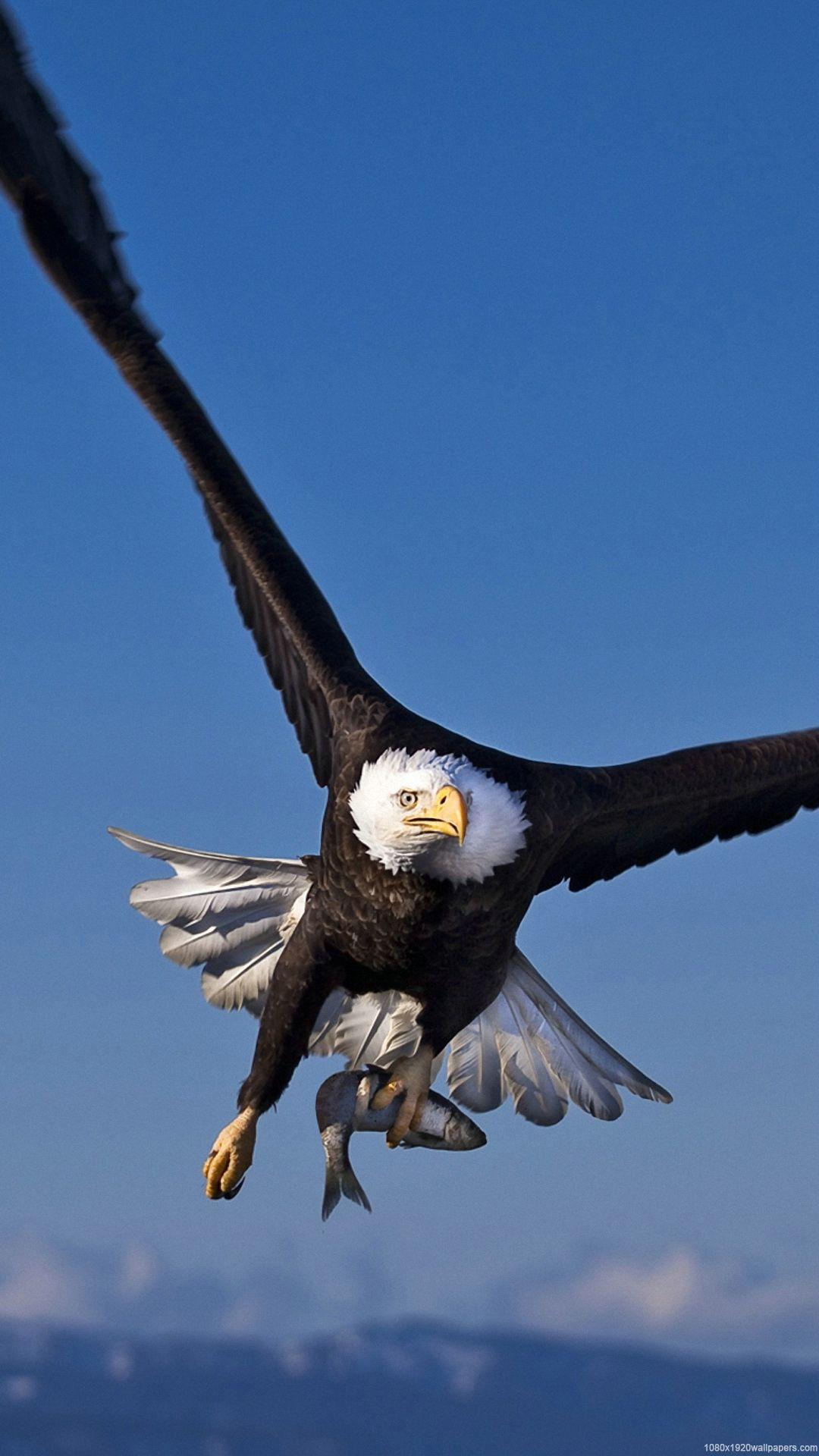 1080x1920 Eagles Wallpaper HD HD Wallpaper