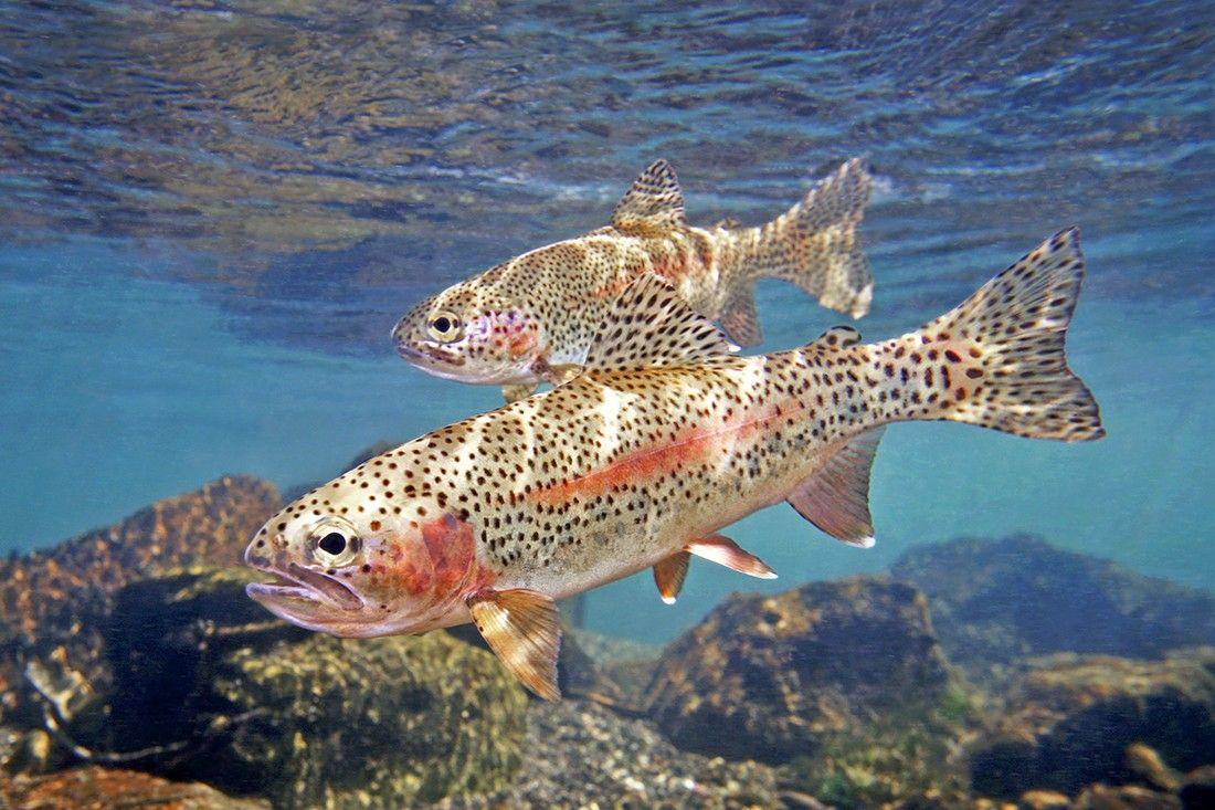 1100x733 Most viewed Trout wallpaperK Wallpaper
