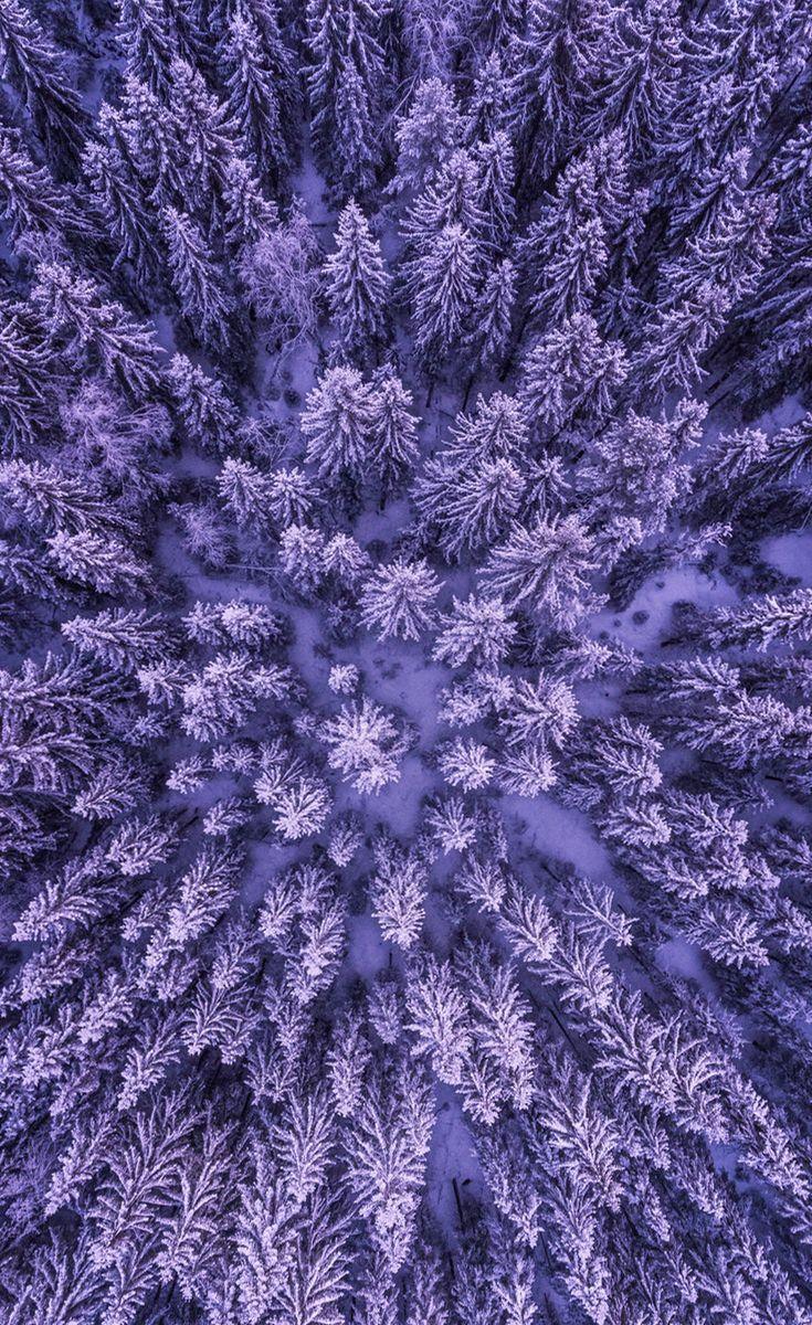 Бегония purple snow фото