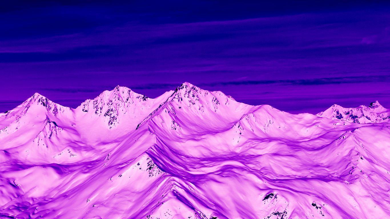 Бегония purple snow фото