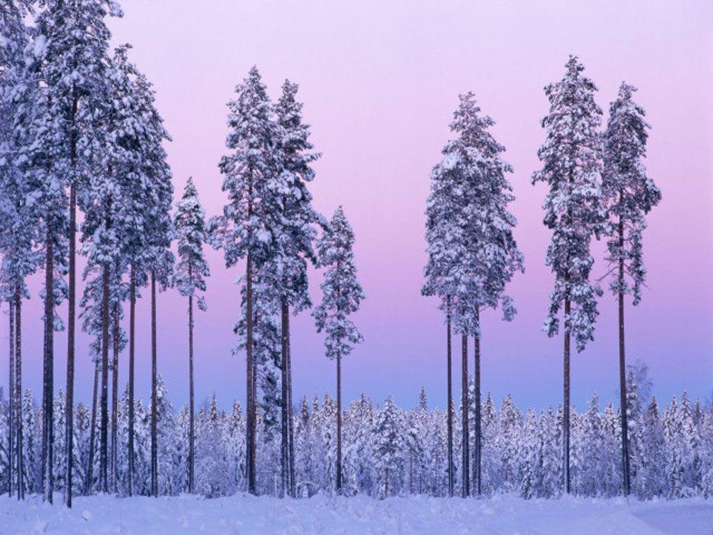 1024x768 Snowy Purple Haze