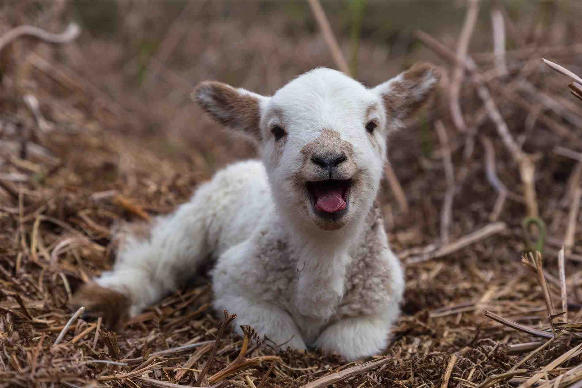 Baby Lamb Wallpapers Top Free Baby Lamb Backgrounds WallpaperAccess