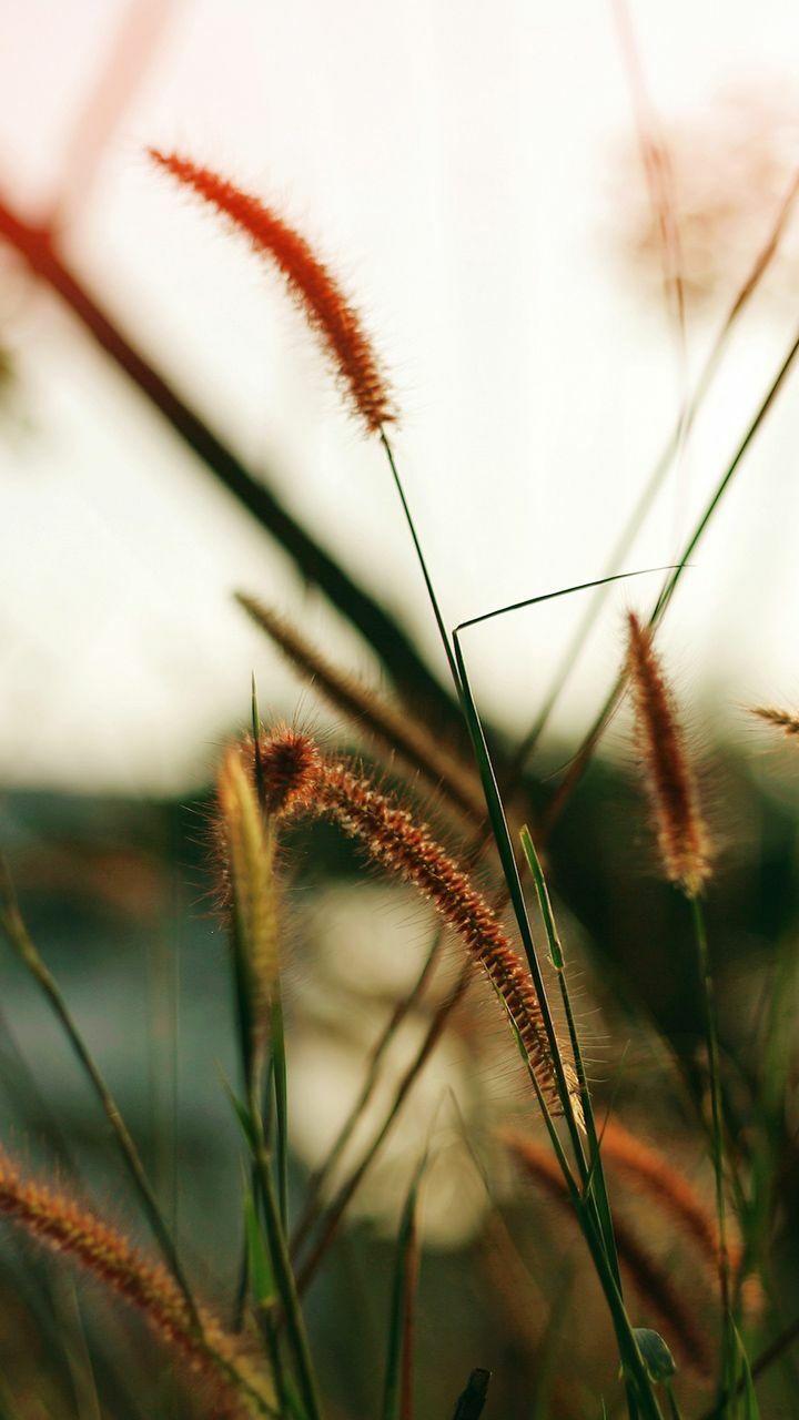720x1280 Samsung Galaxy Note 2 wallpaper [DOWNLOAD FREE]