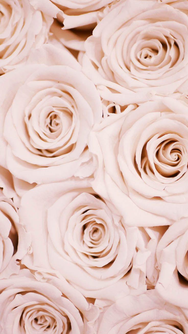 Cute Aesthetic Rose Wallpapers - Top Free Cute Aesthetic Rose ...