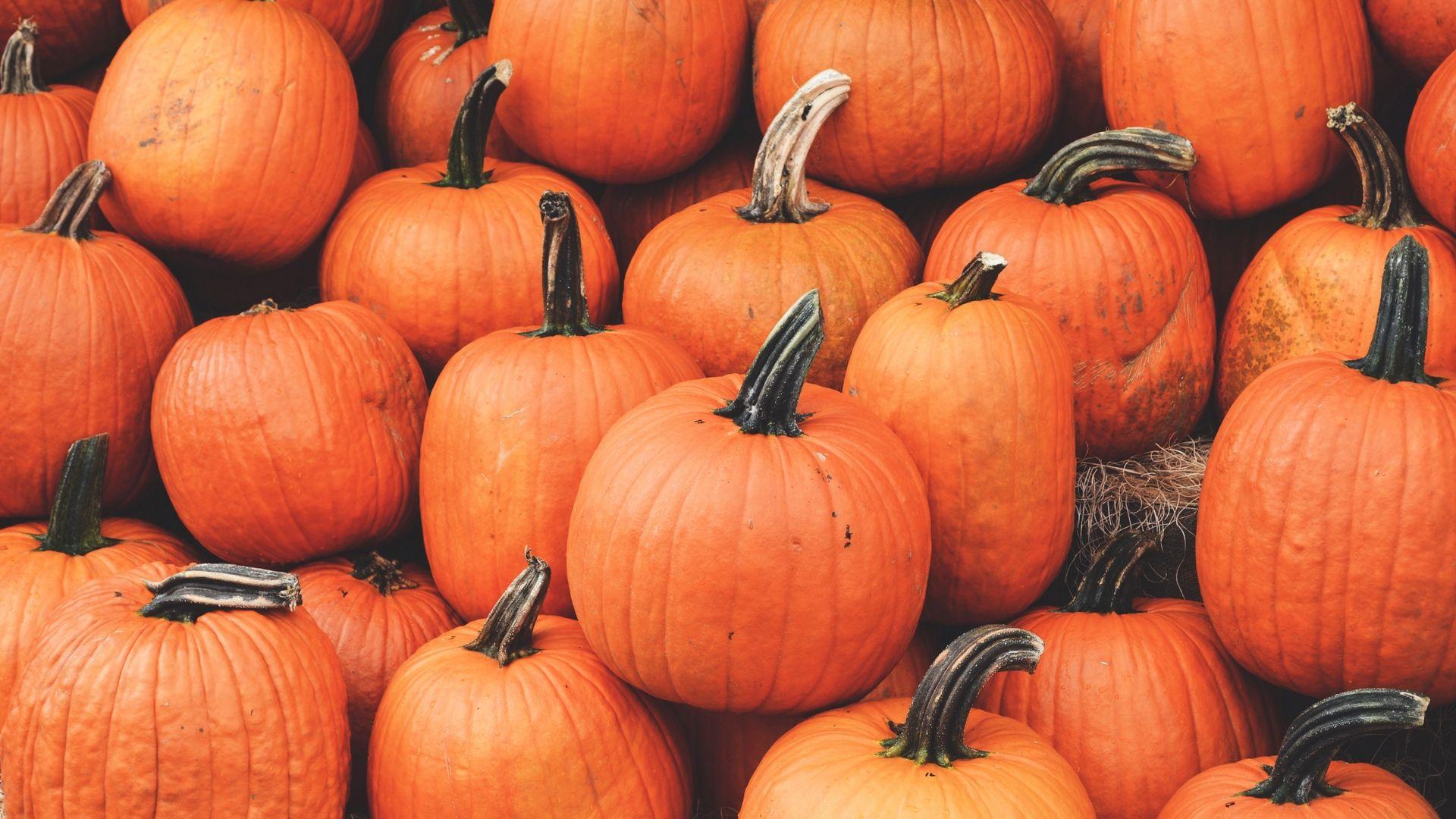 1920x1080 Fall Pumpkin Computer Wallpaper