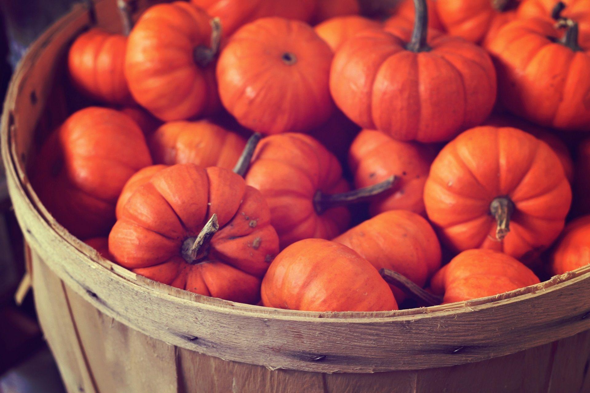 1919x1279 1ah3c41 Autumn Pumpkins Desktop Wallpaper HD Wallpaper