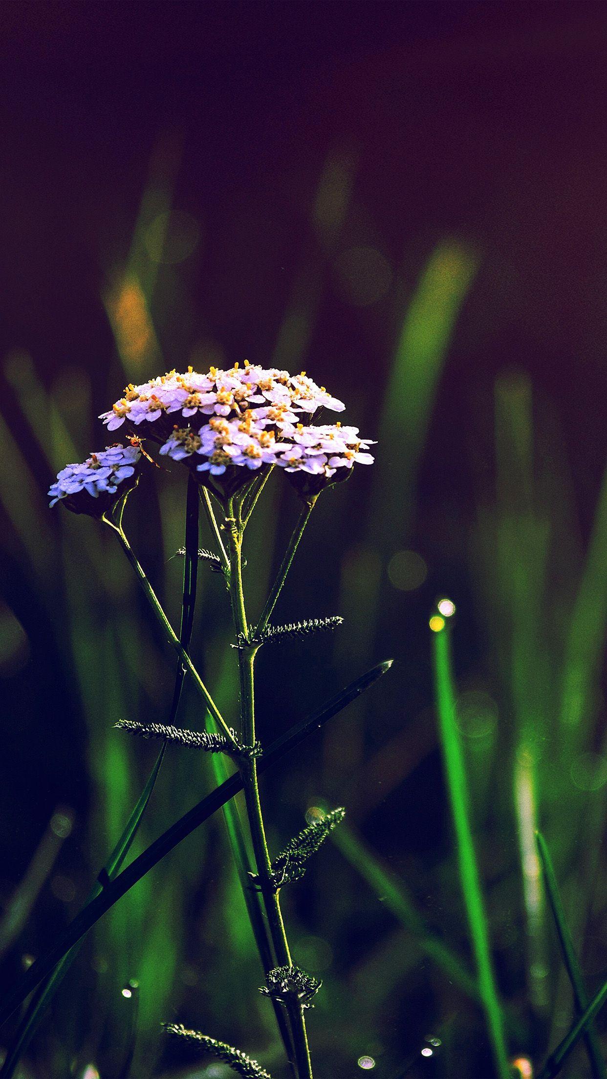 Blue Spring Flowers iPhone Wallpapers Top Free Blue Spring Flowers