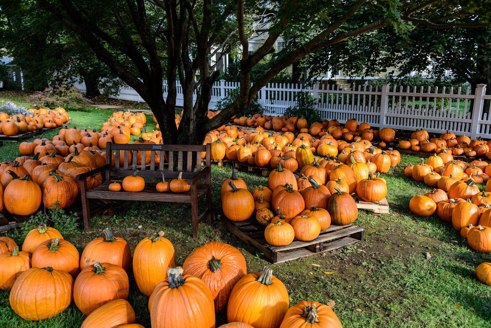 2048x1367 pumpkin, Patch, Halloween, Autumn Wallpaper HD / Desktop and Mobile Background