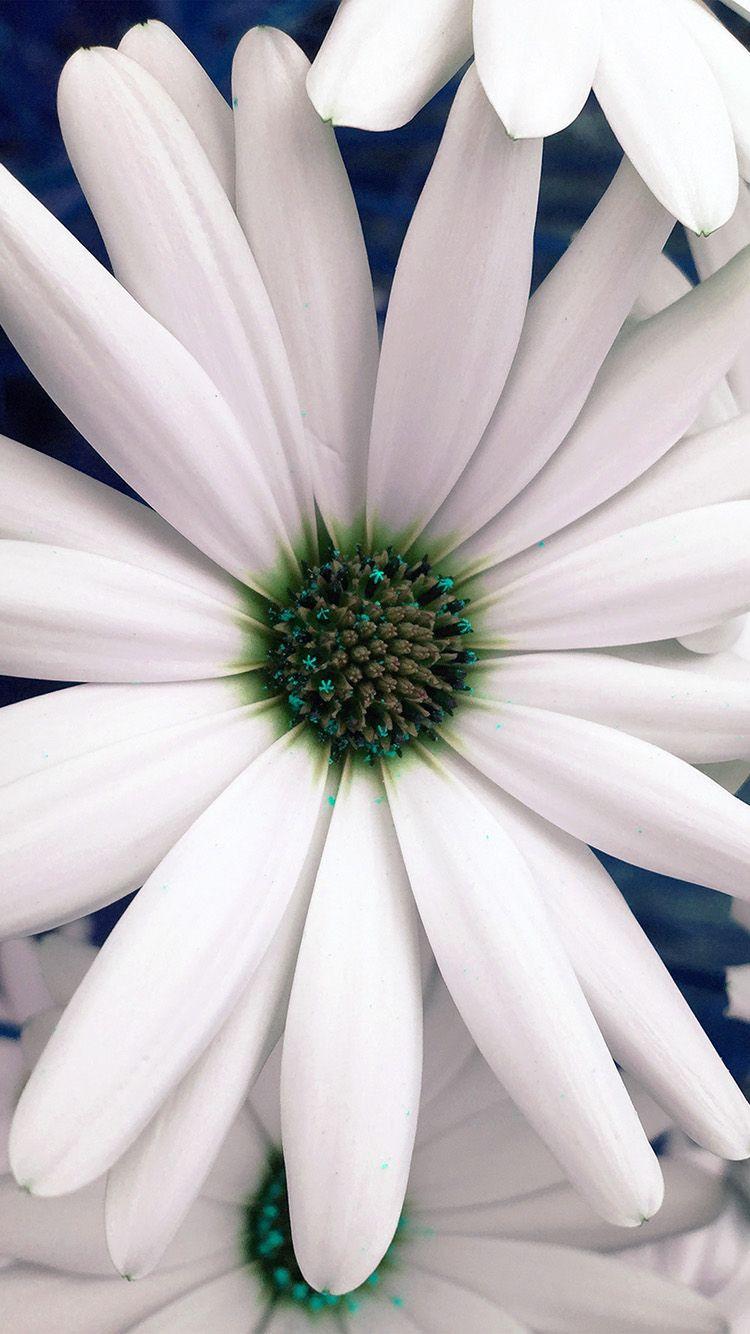 750x1334 iPhone7 wallpaper. flower blue white spring nature