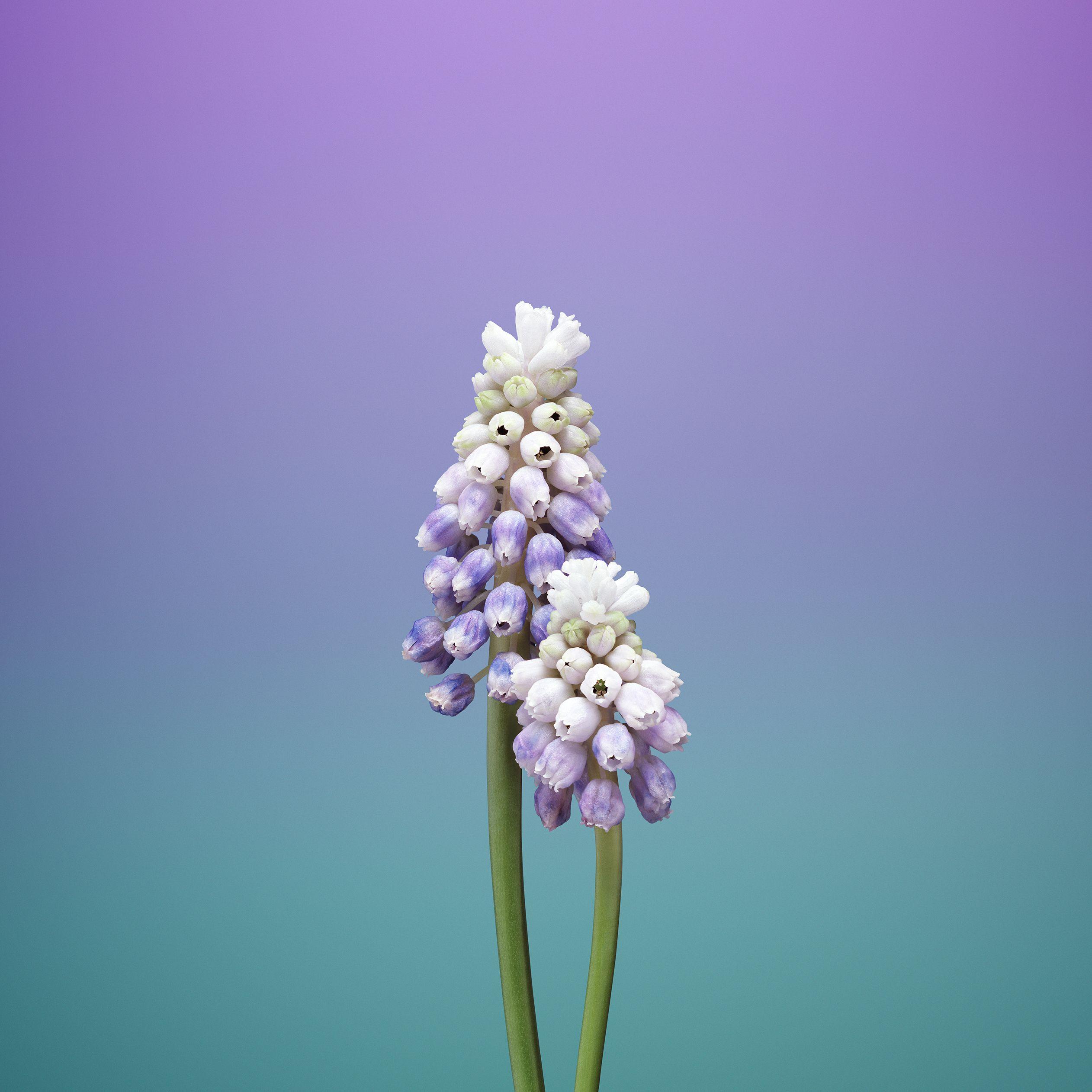 2524x2524 iPhone Wallpaper Flowers Blue