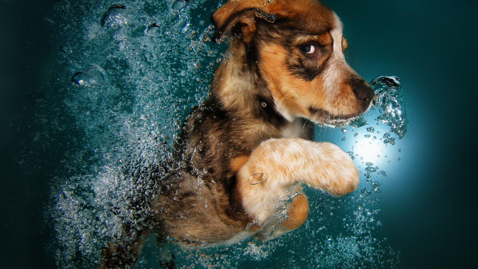 Dog Underwater Wallpapers - Top Free Dog Underwater Backgrounds - WallpaperAccess