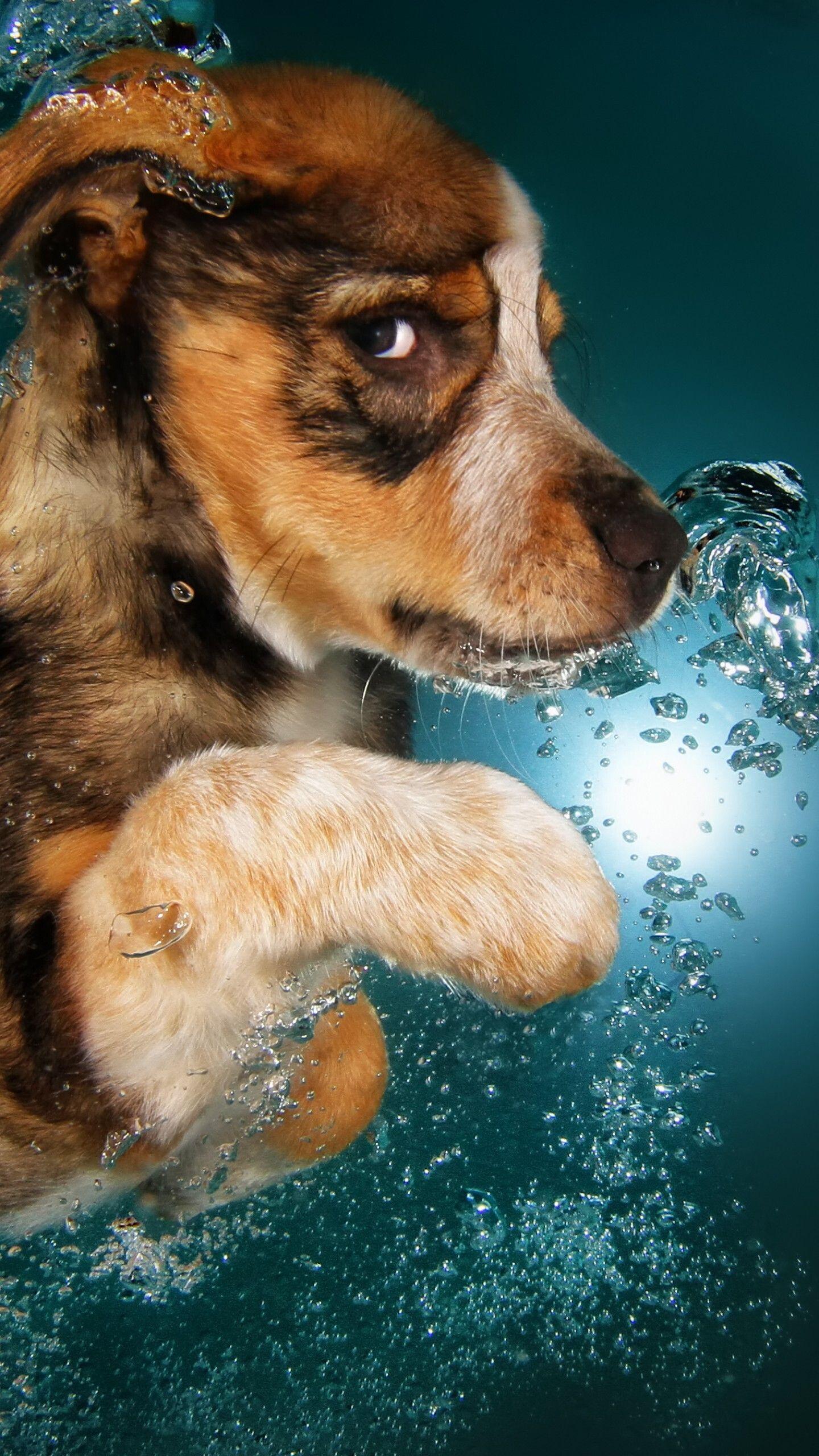 Dog Underwater Wallpapers Top Free Dog Underwater Backgrounds