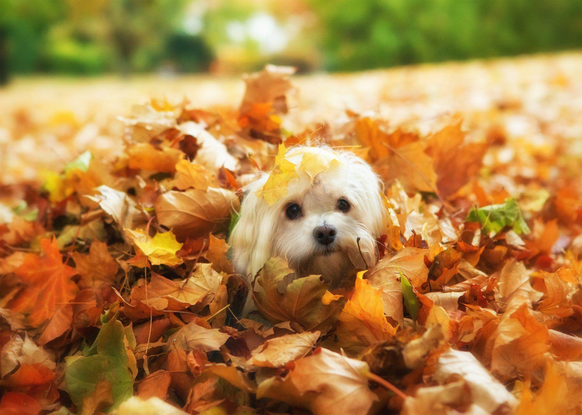 1920x1371 My Havanese HD Wallpaper New Tab