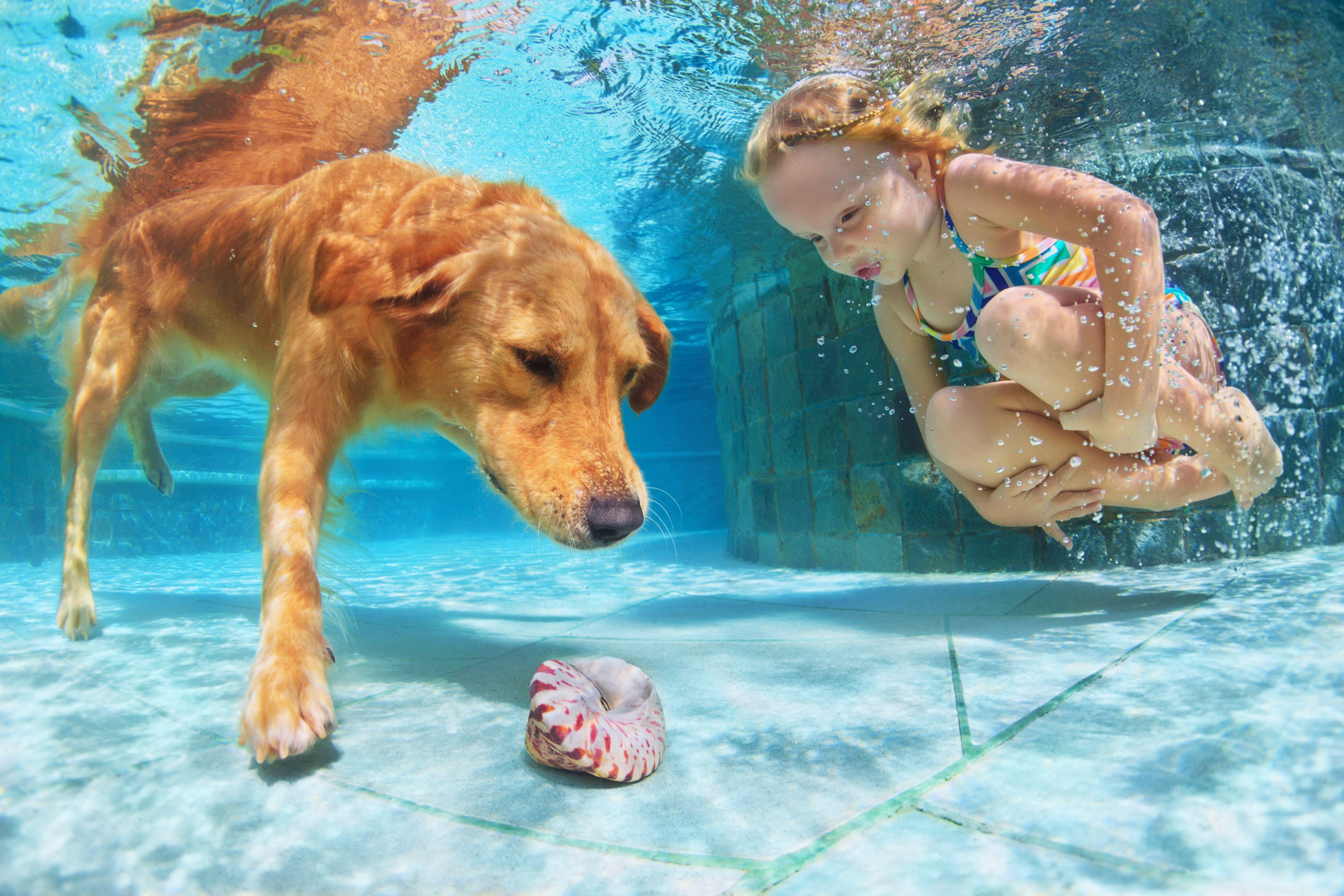 Dog Underwater Wallpapers Top Free Dog Underwater Backgrounds
