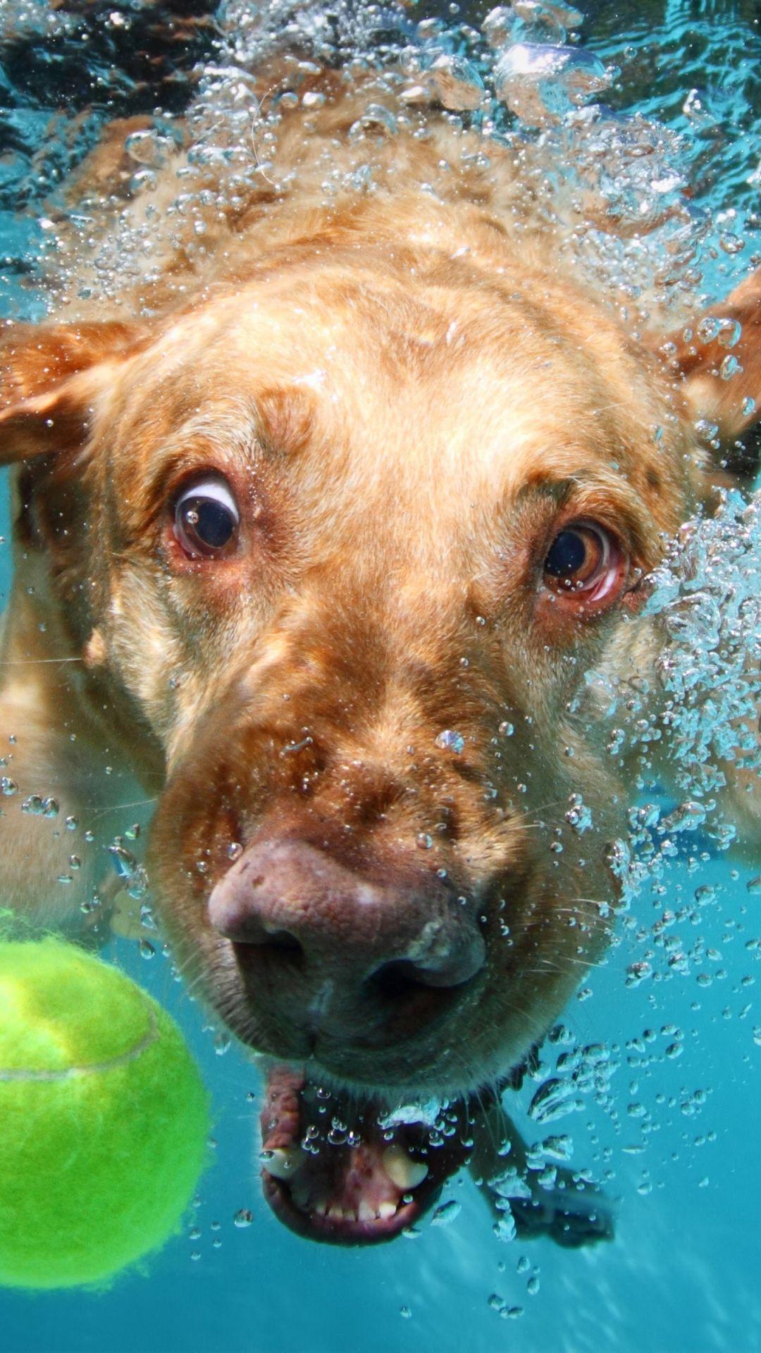 Dog Underwater Wallpapers Top Free Dog Underwater Backgrounds