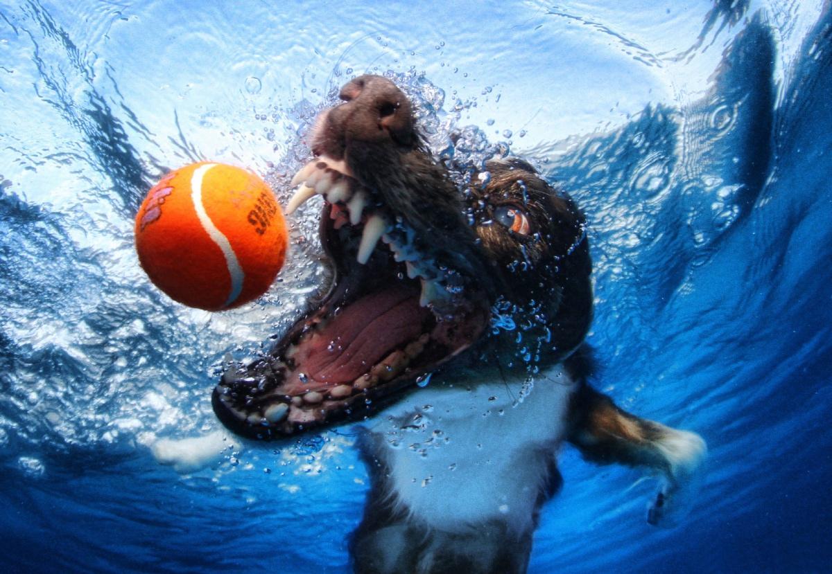 Dog Underwater Wallpapers Top Free Dog Underwater Backgrounds