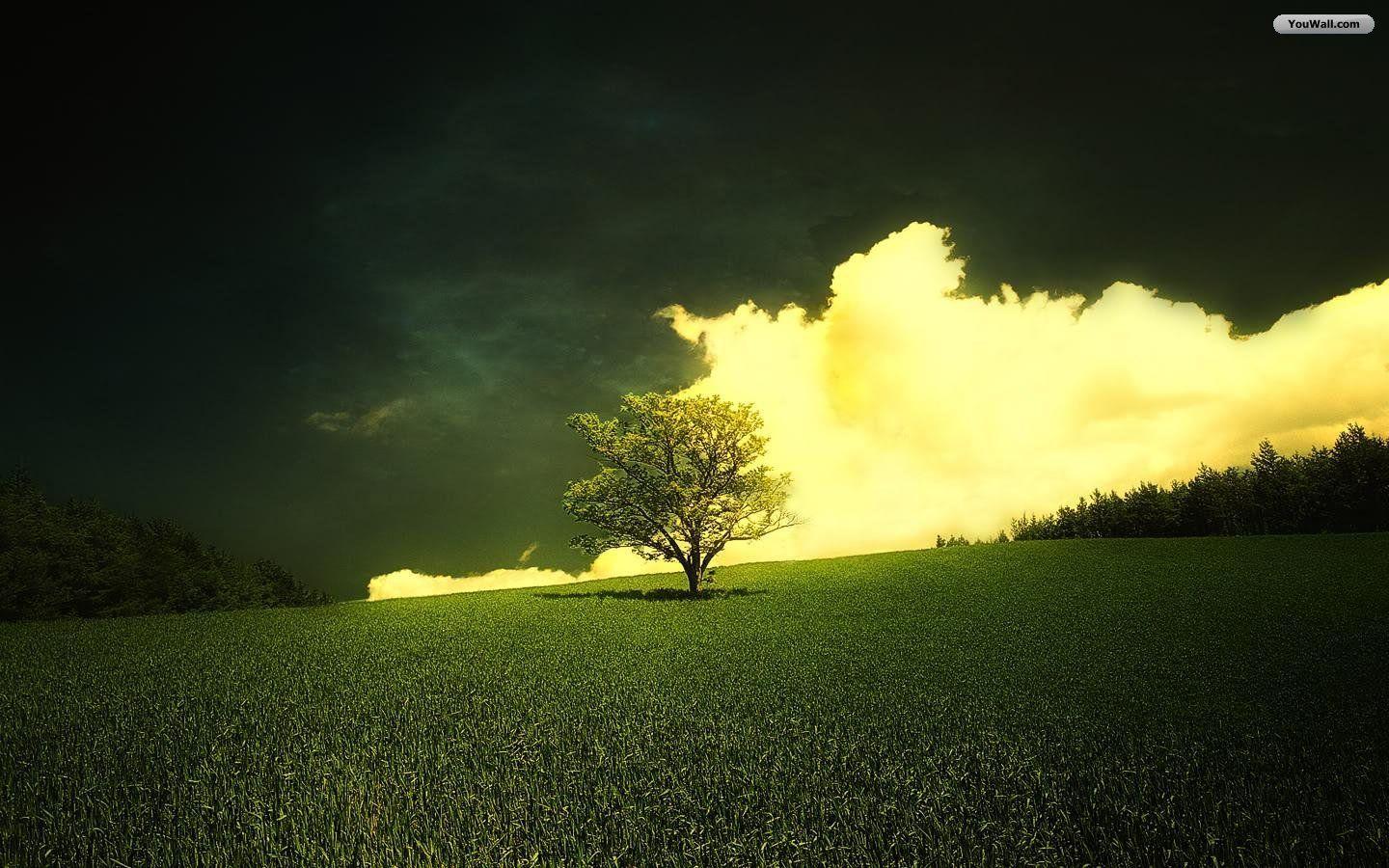 1440x900 Lonely tree. Spring wallpaper, Nature wallpaper, Amazing HD wallpaper