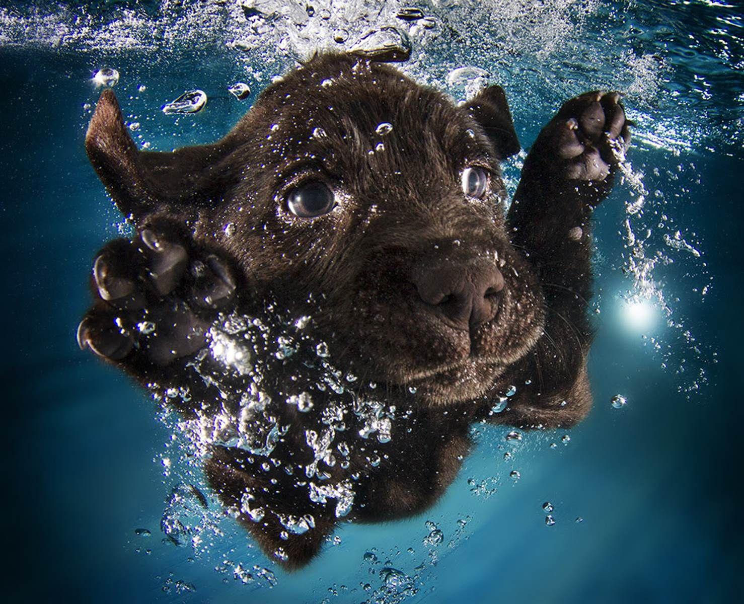 Dog Underwater Wallpapers Top Free Dog Underwater Backgrounds