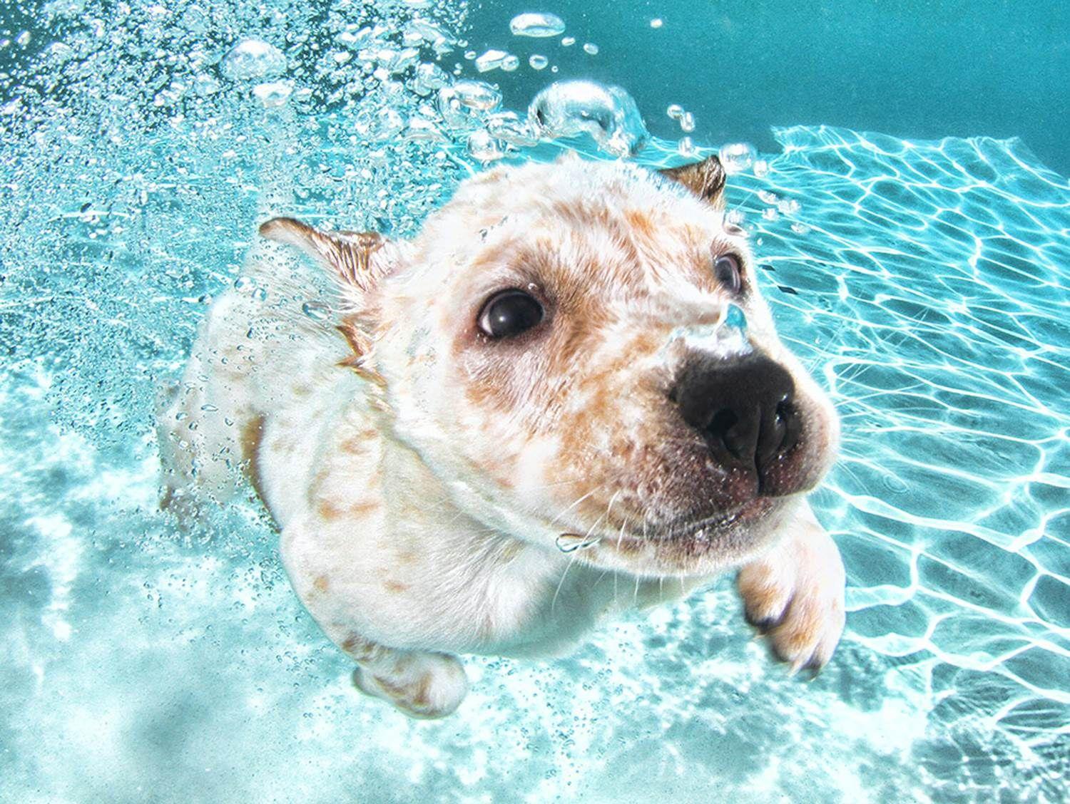 Dog Underwater Wallpapers - Top Free Dog Underwater Backgrounds - WallpaperAccess