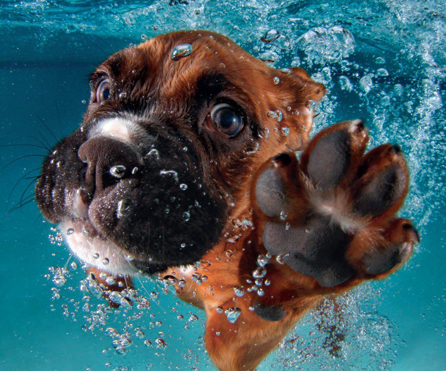 Dog Underwater Wallpapers Top Free Dog Underwater Backgrounds