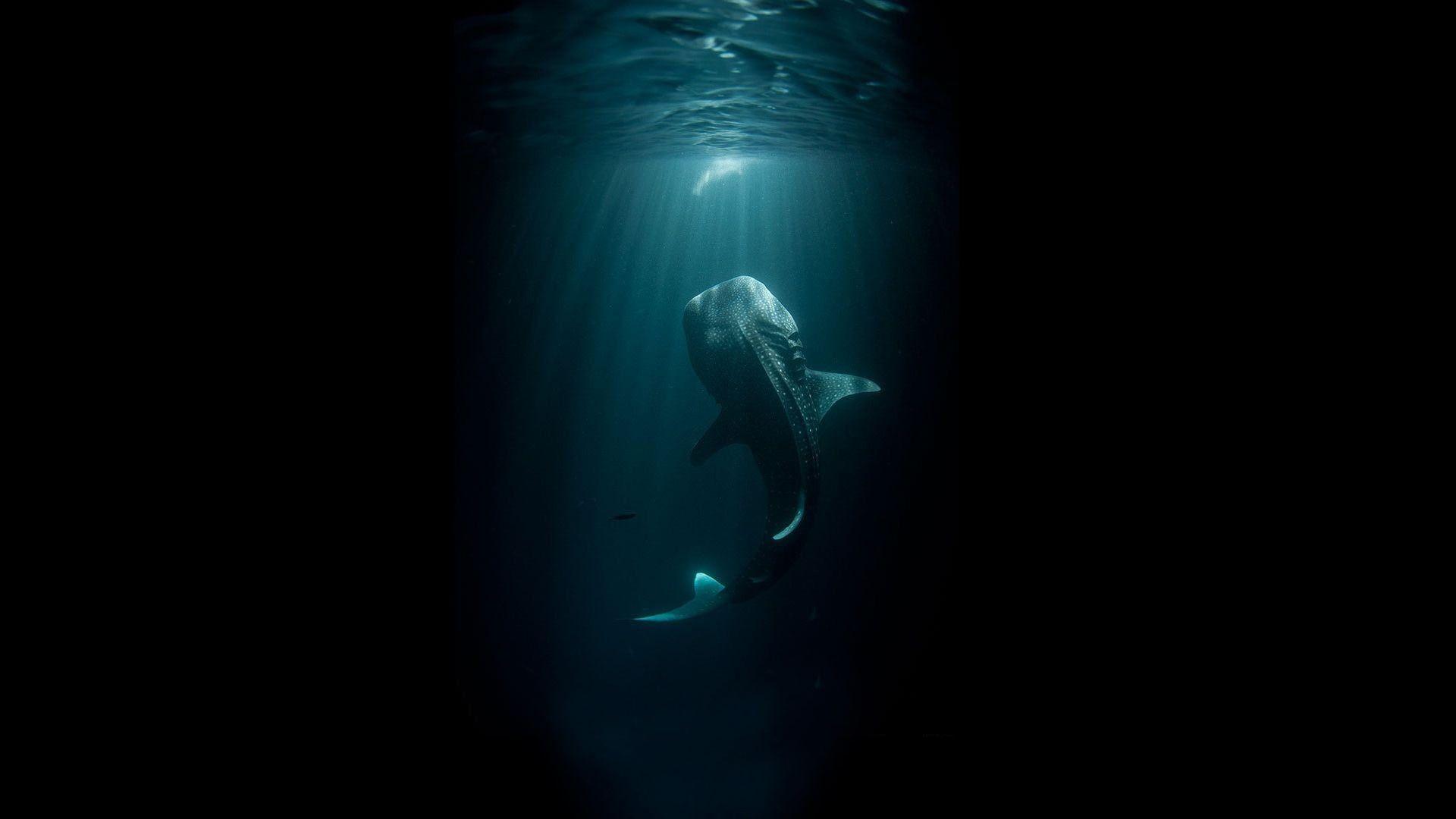 1920x1080 Blue whale, animals, shark, digital art, whale shark, underwater wallpaper • Wallpaper For You HD Wallpaper For Desktop & Mobile