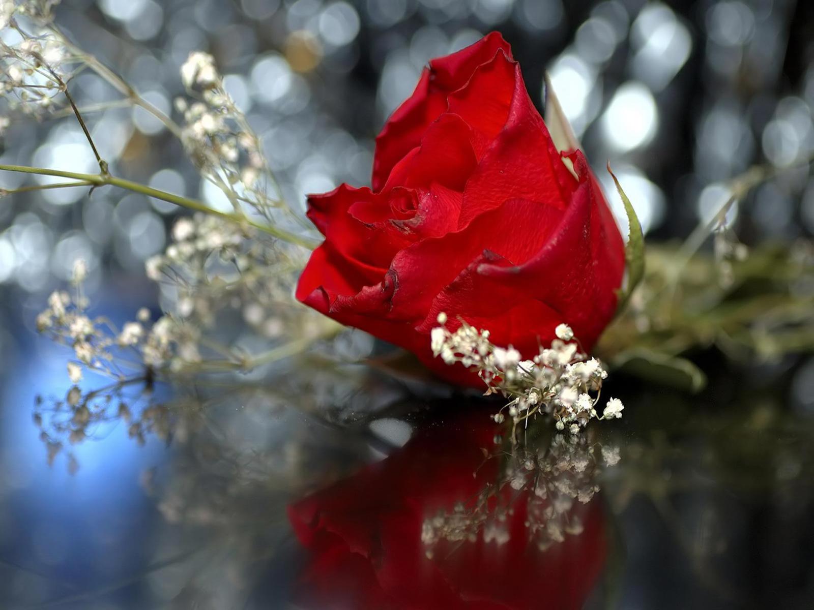 1600x1200 Free Wedding Red Rose computer desktop wallpaper