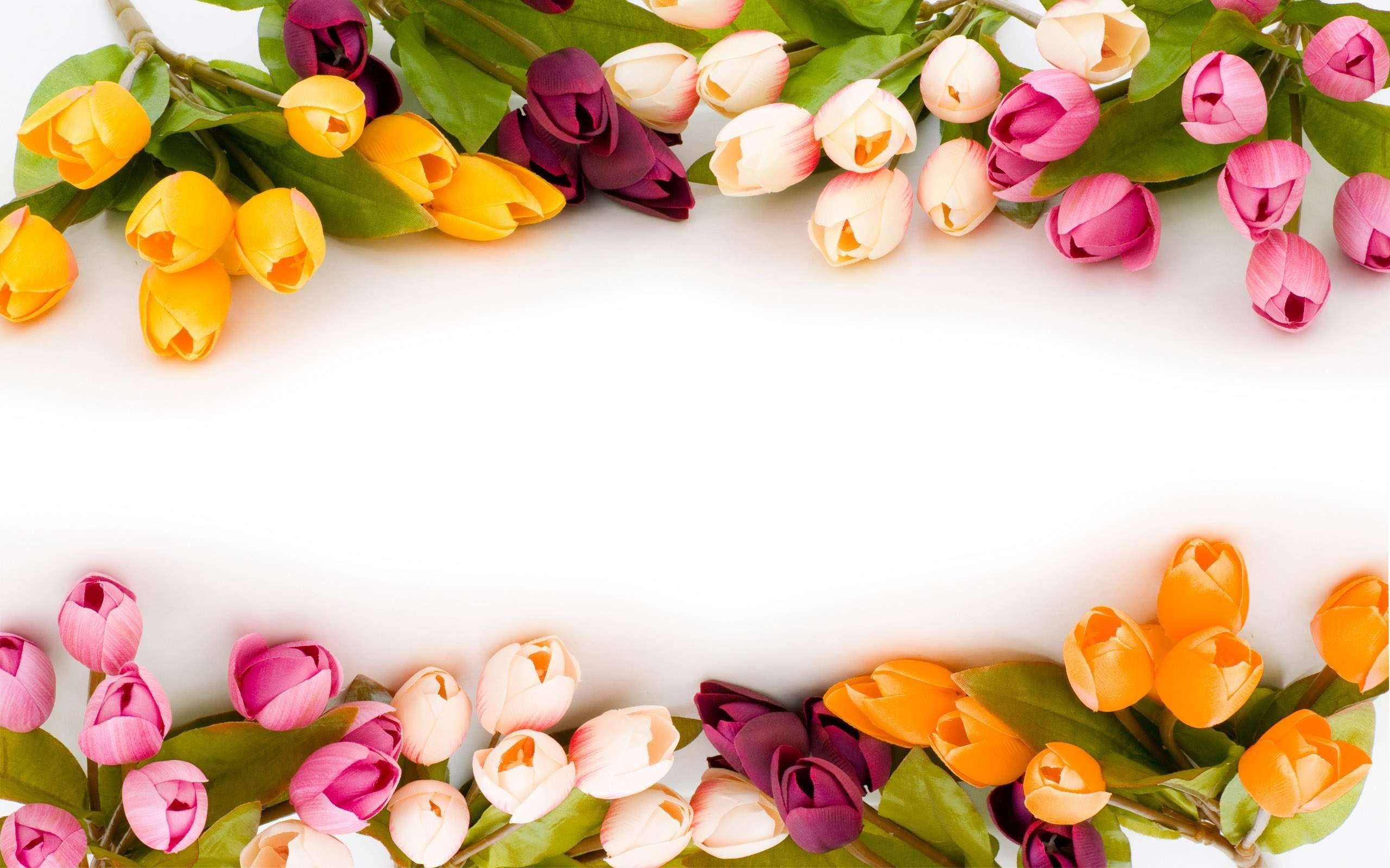 2560x1600 flowers wallpaper, Beautiful flowers wallpaper, Flower background wallpaper