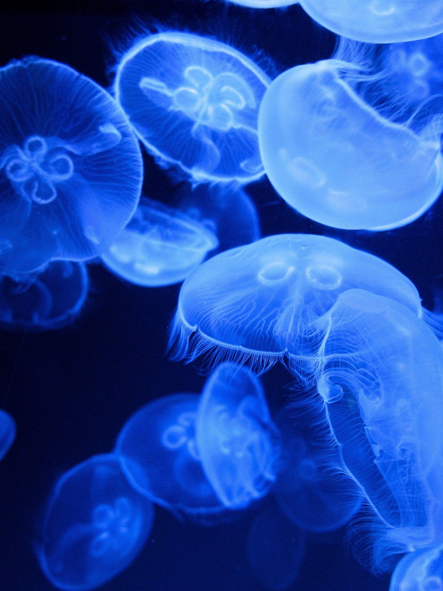 1536x2048 Blue Jellyfish 4K Wallpaper, Aquarium, Underwater, Glowing, Marine life, Transparent, Dark background, Animals