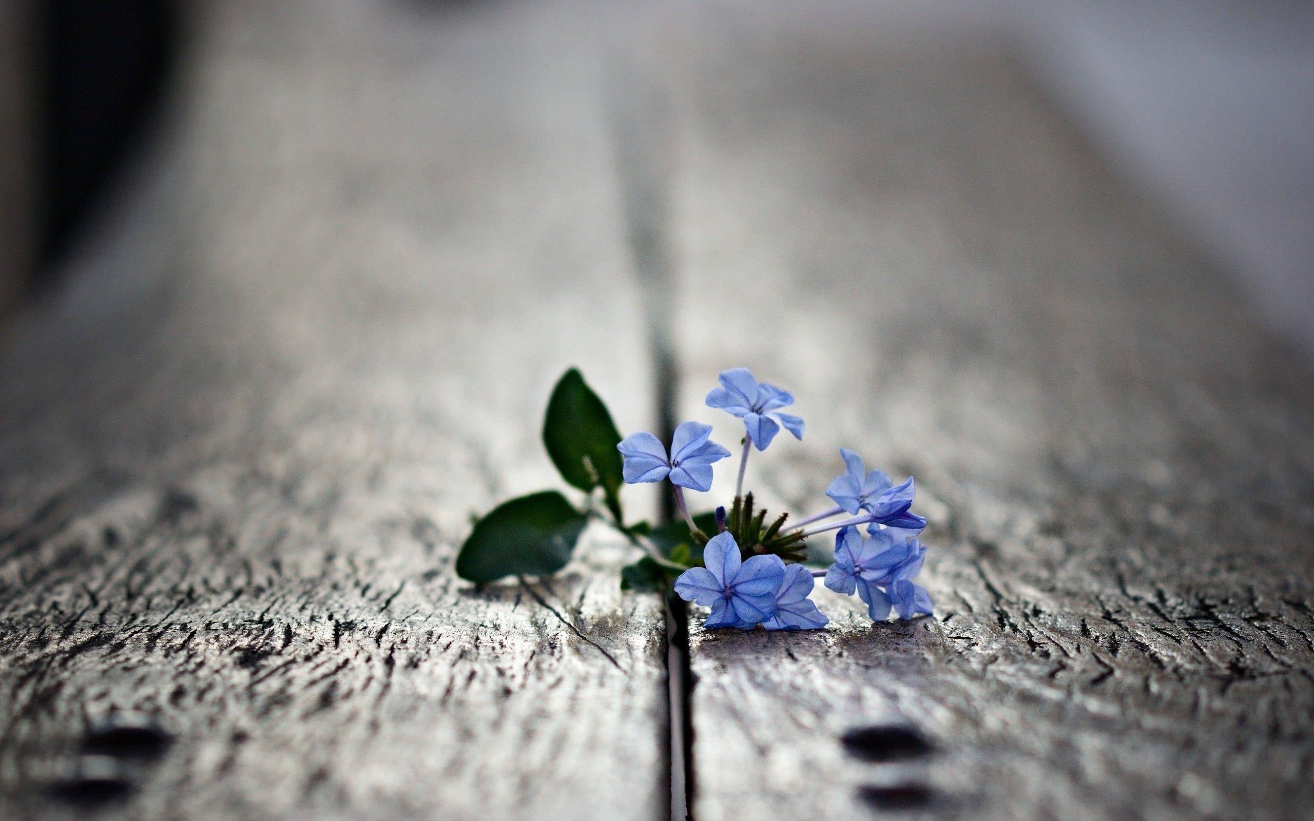 2560x1600 flowers, Flora, focused wallpaper