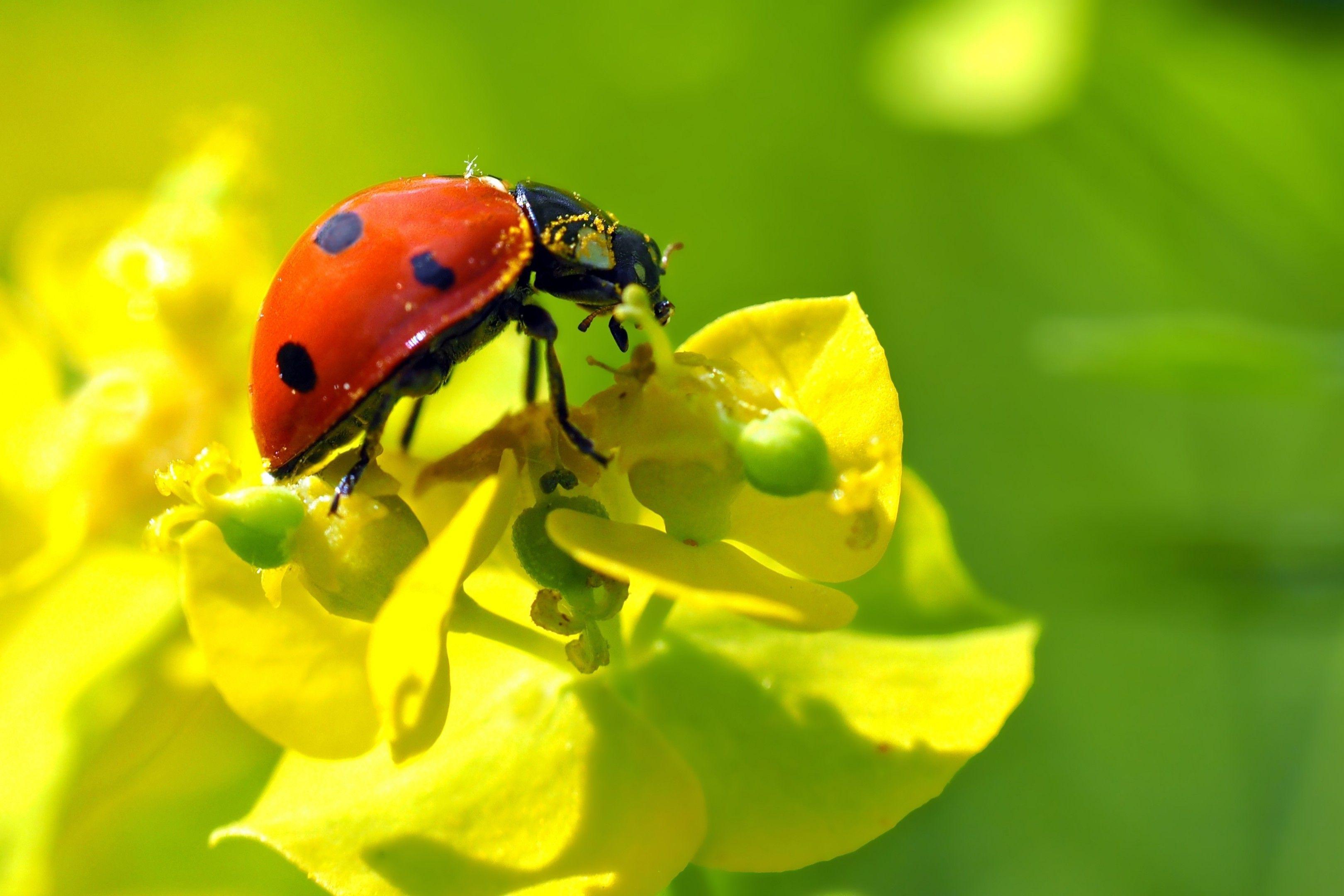 3240x2160 Download 3240x2160 Ladybug, Flower, Focused Wallpaper