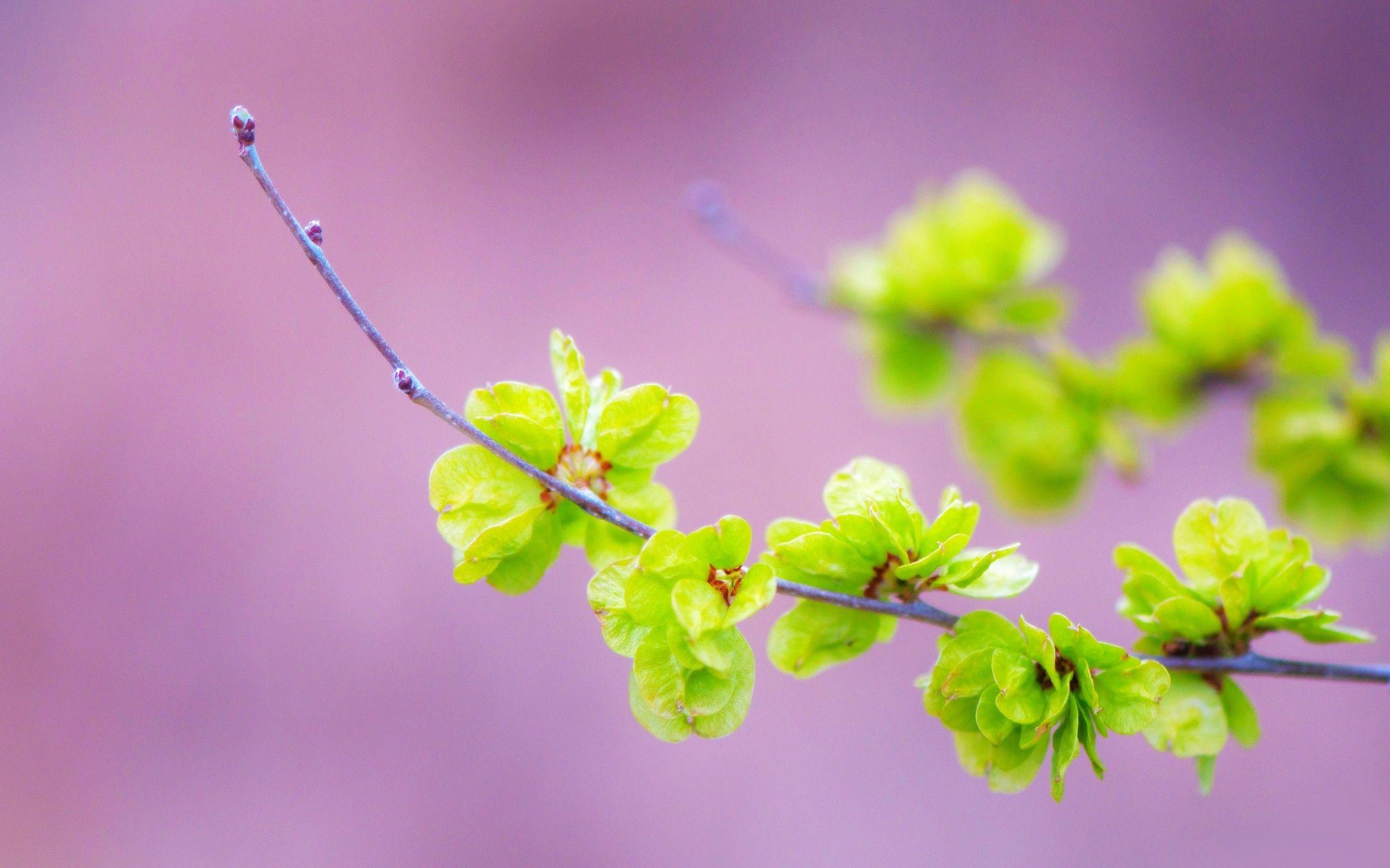 2560x1600 plants focused 2560x1600 wallpaper High Quality Wallpaper, High Definition Wallpaper