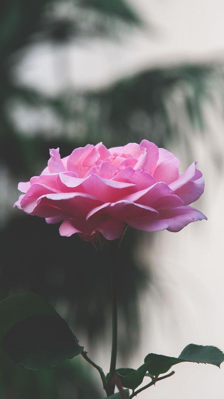 736x1308 Hình nền hoa hồng đẹp cho iPhone