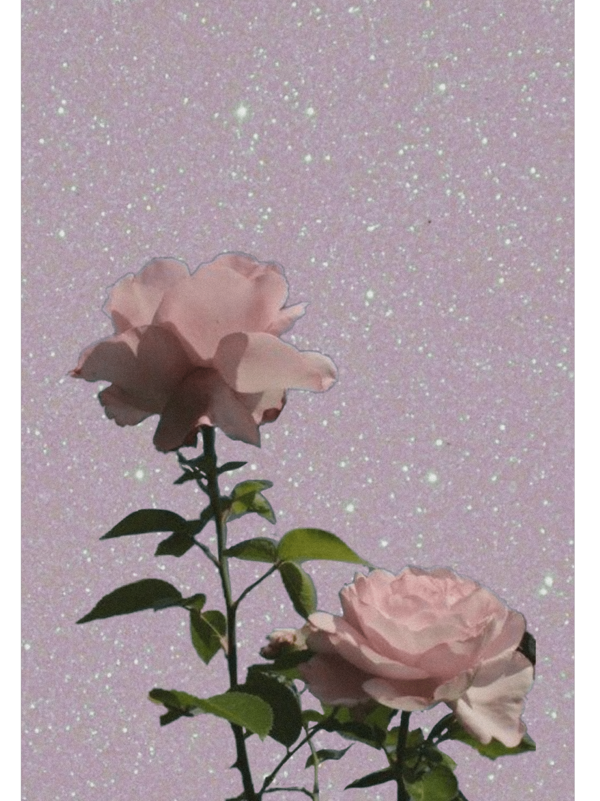 2022x2696 hoa hồng thẩm mỹ màu hồng màu hồng màu hồng hoa hồng hình nền Sticker